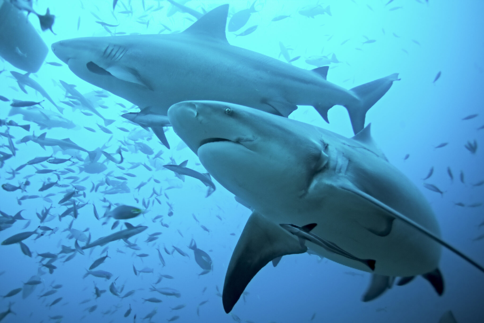 cruise line passenger killed by shark